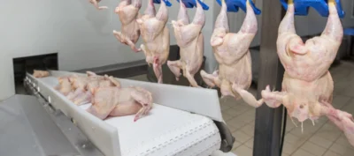 Poultry conveyor